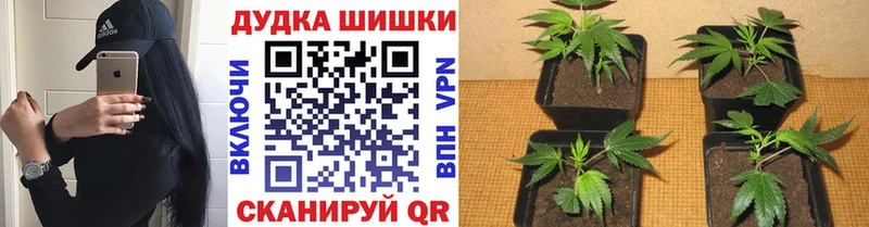 МАРИХУАНА MAZAR  Циолковский 